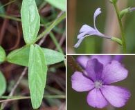 Buchnera floridana