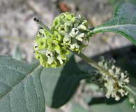 Buddleja sessiliflora