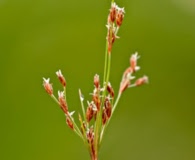 Bulbostylis ciliatifolia