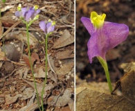 Burmannia biflora