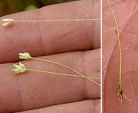 Burmannia capitata