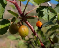 Bursera hindsiana