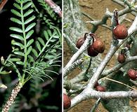 Bursera microphylla