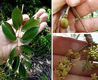 Bursera simaruba