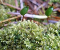 Buxbaumia viridis