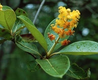 Byrsonima crassifolia