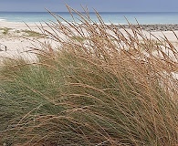 Calamagrostis arenaria