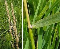 Calamagrostis canadensis