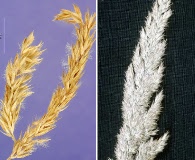 Calamagrostis coarctata