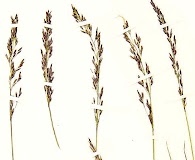 Calamagrostis deschampsioides