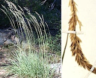 Calamagrostis koelerioides