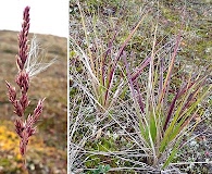 Calamagrostis lapponica