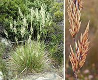 Calamagrostis ophitidis