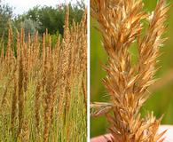 Calamagrostis stricta