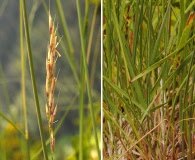 Calamagrostis tacomensis