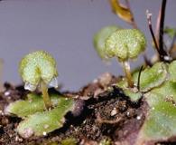 Calasterella californica