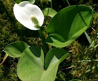 Calla palustris