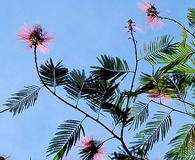 Calliandra houstoniana