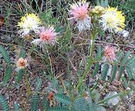 Calliandra humilis