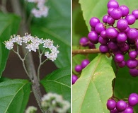 Callicarpa dichotoma