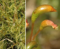 Calliergonella cuspidata