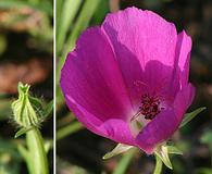 Callirhoe involucrata