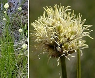 Calliscirpus criniger