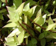 Callisia repens