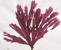 Callophyllis pinnata