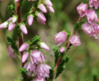 Calluna vulgaris