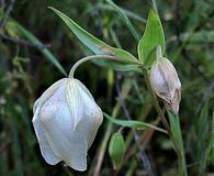 Calochortus albus