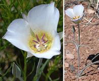 Calochortus ambiguus