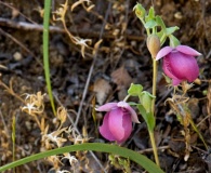 Calochortus amoenus