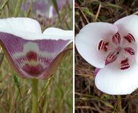 Calochortus argillosus