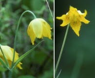 Calochortus barbatus