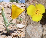 Calochortus concolor