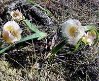 Calochortus coxii