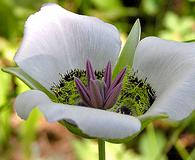 Calochortus gunnisonii