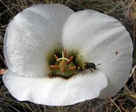 Calochortus howellii