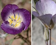 Calochortus invenustus