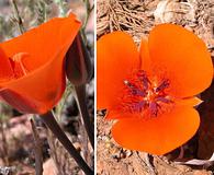 Calochortus kennedyi