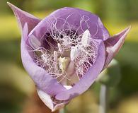 Calochortus longebarbatus