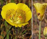 Calochortus luteus