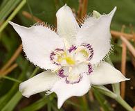 Calochortus lyallii