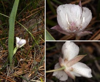 Calochortus minimus