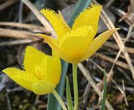 Calochortus monophyllus