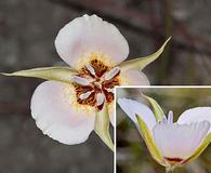 Calochortus palmeri