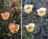 Calochortus plummerae