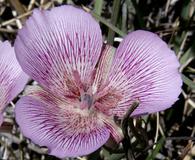 Calochortus striatus