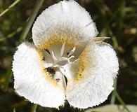 Calochortus subalpinus